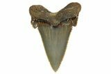 Serrated Angustidens Tooth - Megalodon Ancestor #321690-1